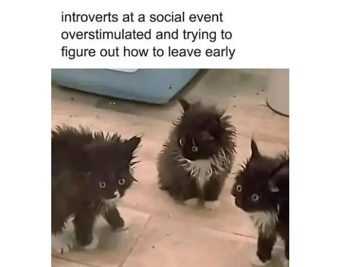 introvert kittens.webp