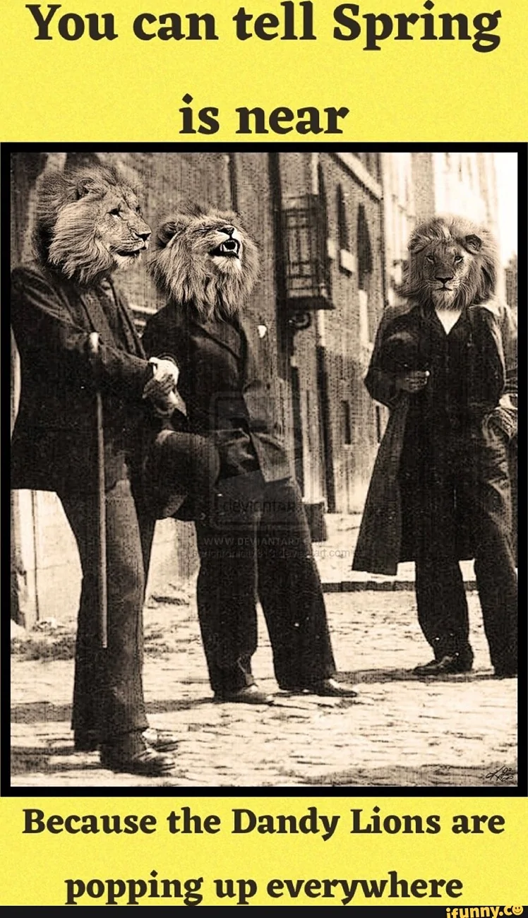 spring, dandy lions.webp