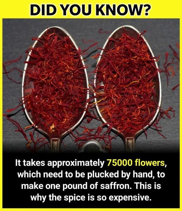 interesting-facts-encyclopedia-26.jpg