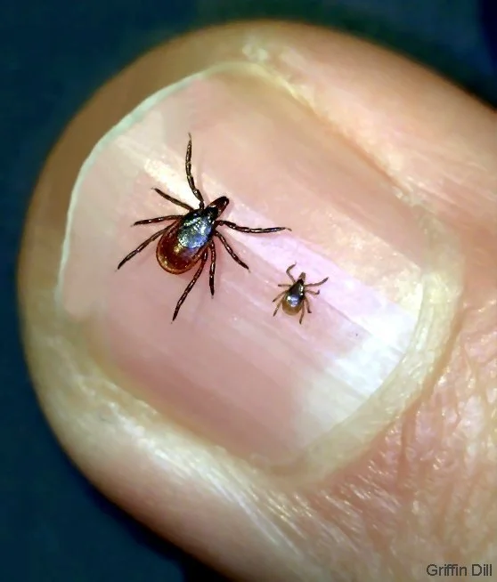 Deer-Tick-Adult-Female-and-Nymph.jpg.webp