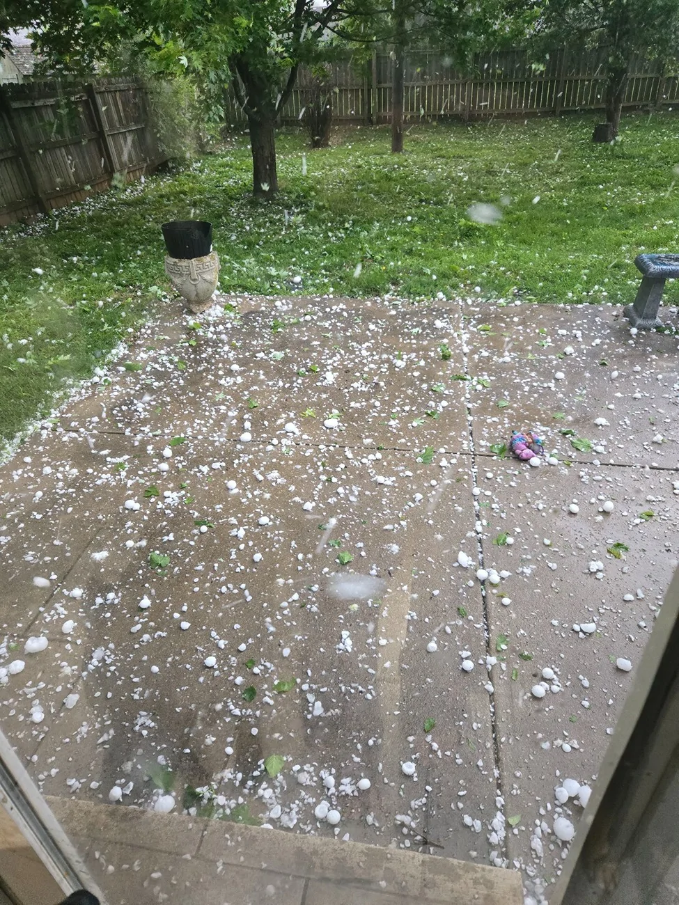 backyard.webp