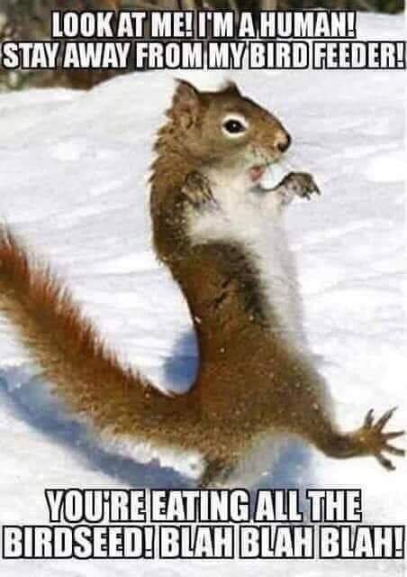 Squirrels mock us.jpg