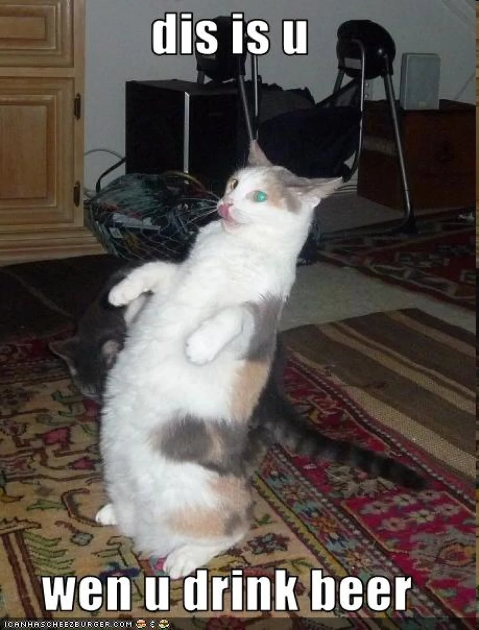 cat mocks drunks.webp