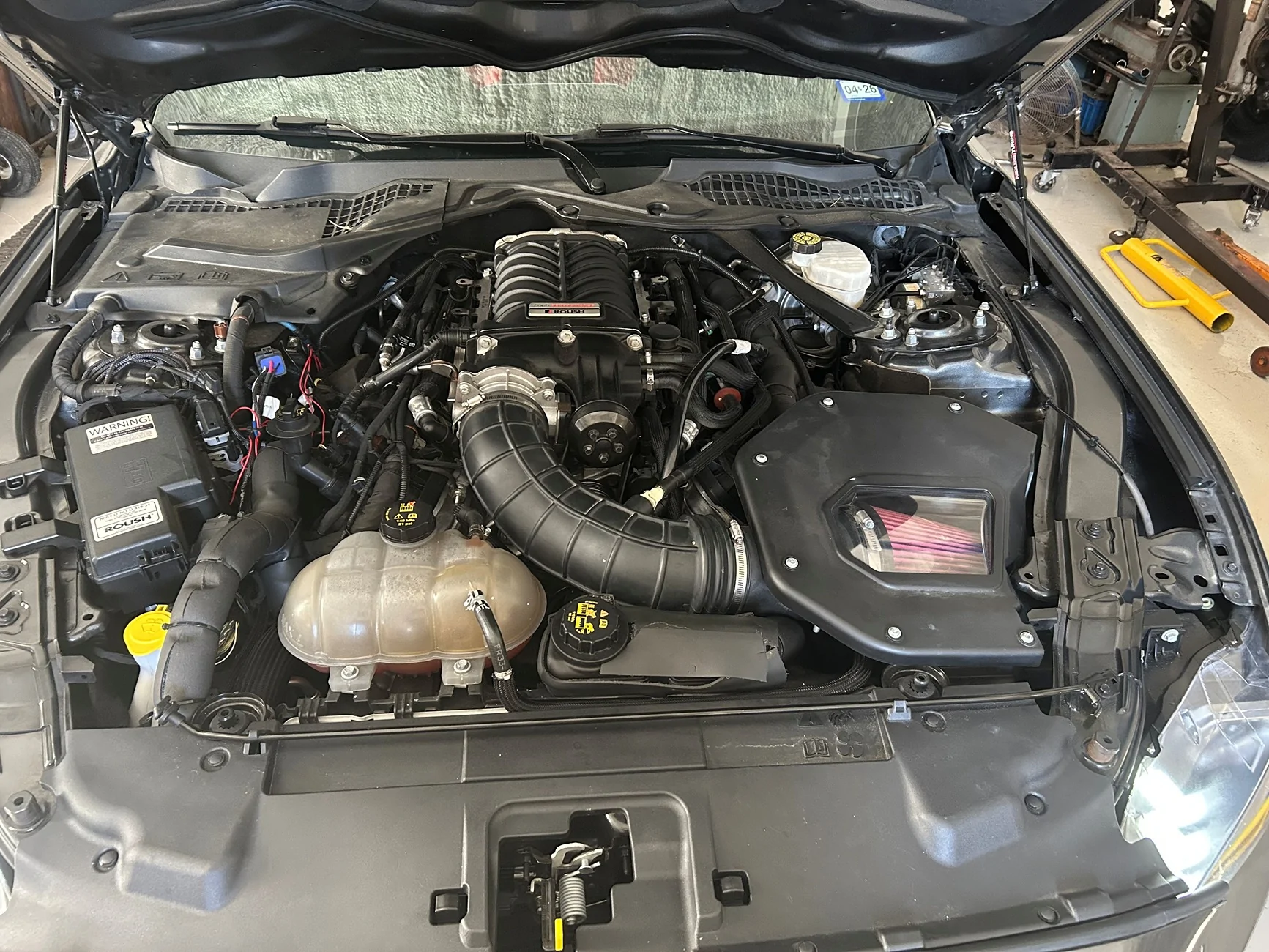 mustang4.webp