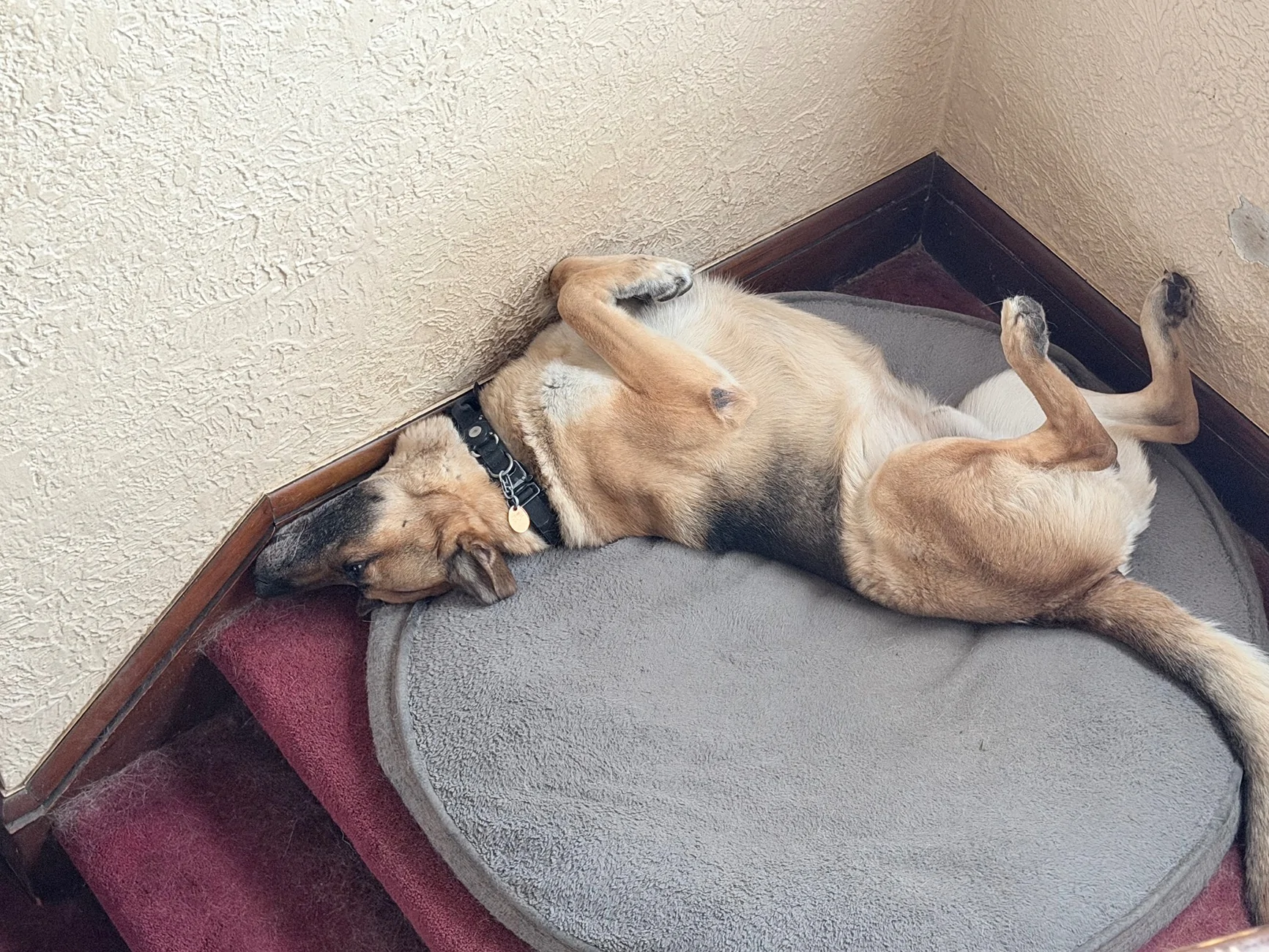 Quincy Chillin'.webp