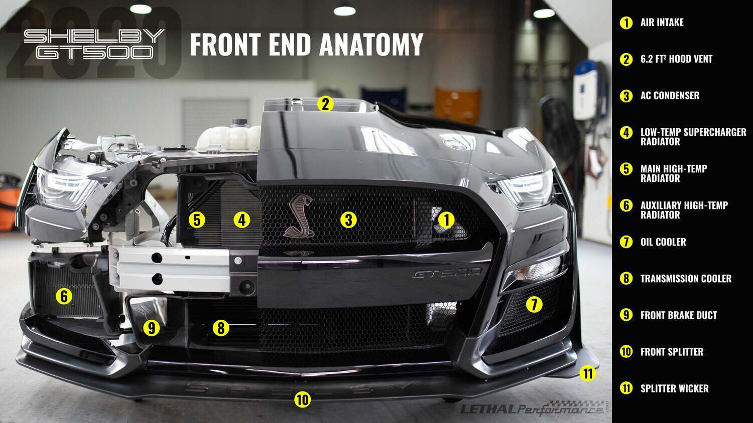 anatomy.jpg