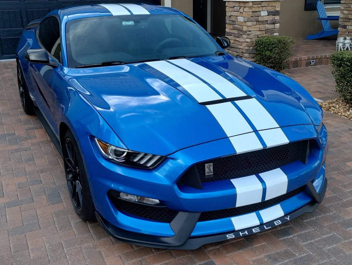 Shelby123.webp