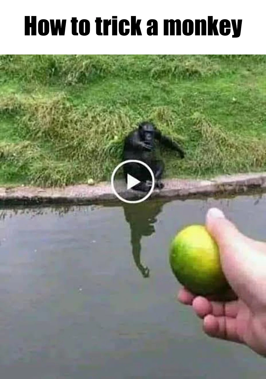 How to trick a monkey.webp