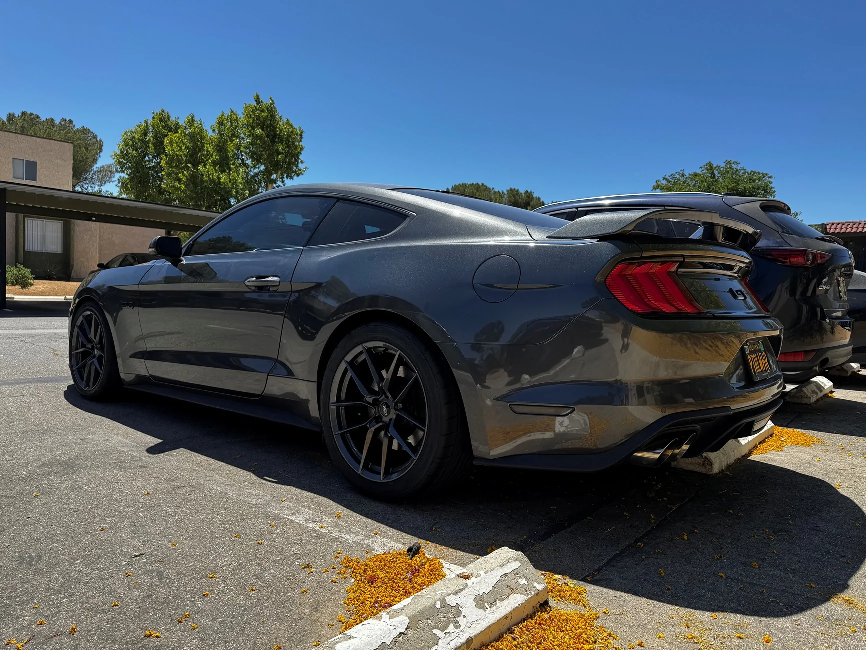 Stang23.webp