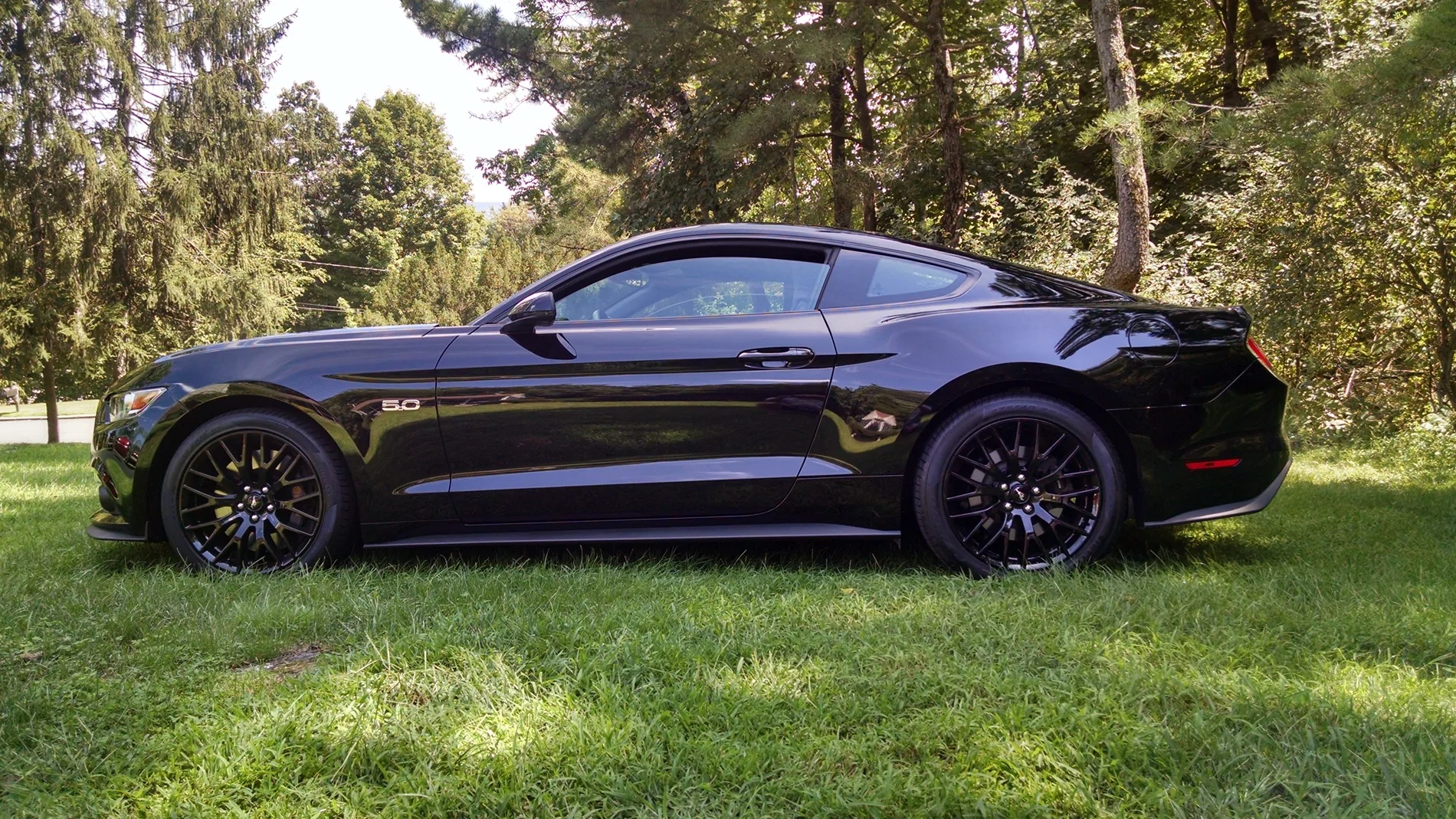 Mustang.webp