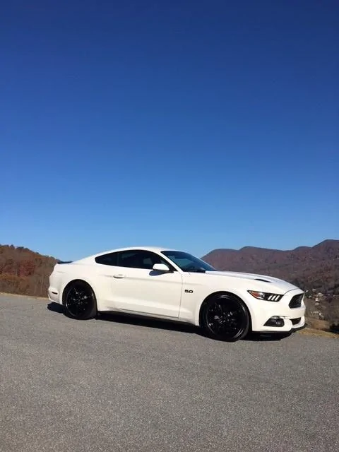 Mustang.webp