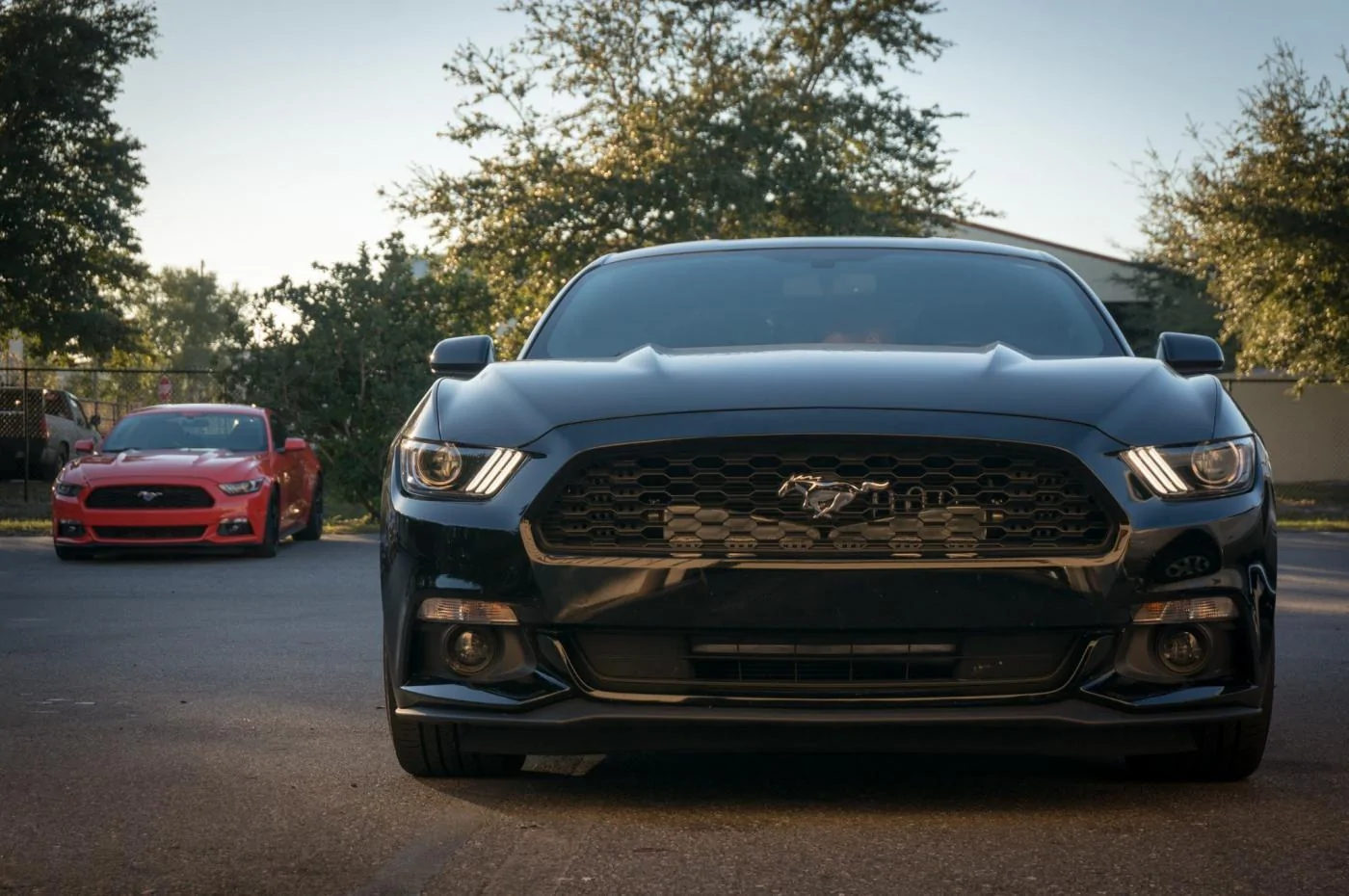 MPT mustang.webp