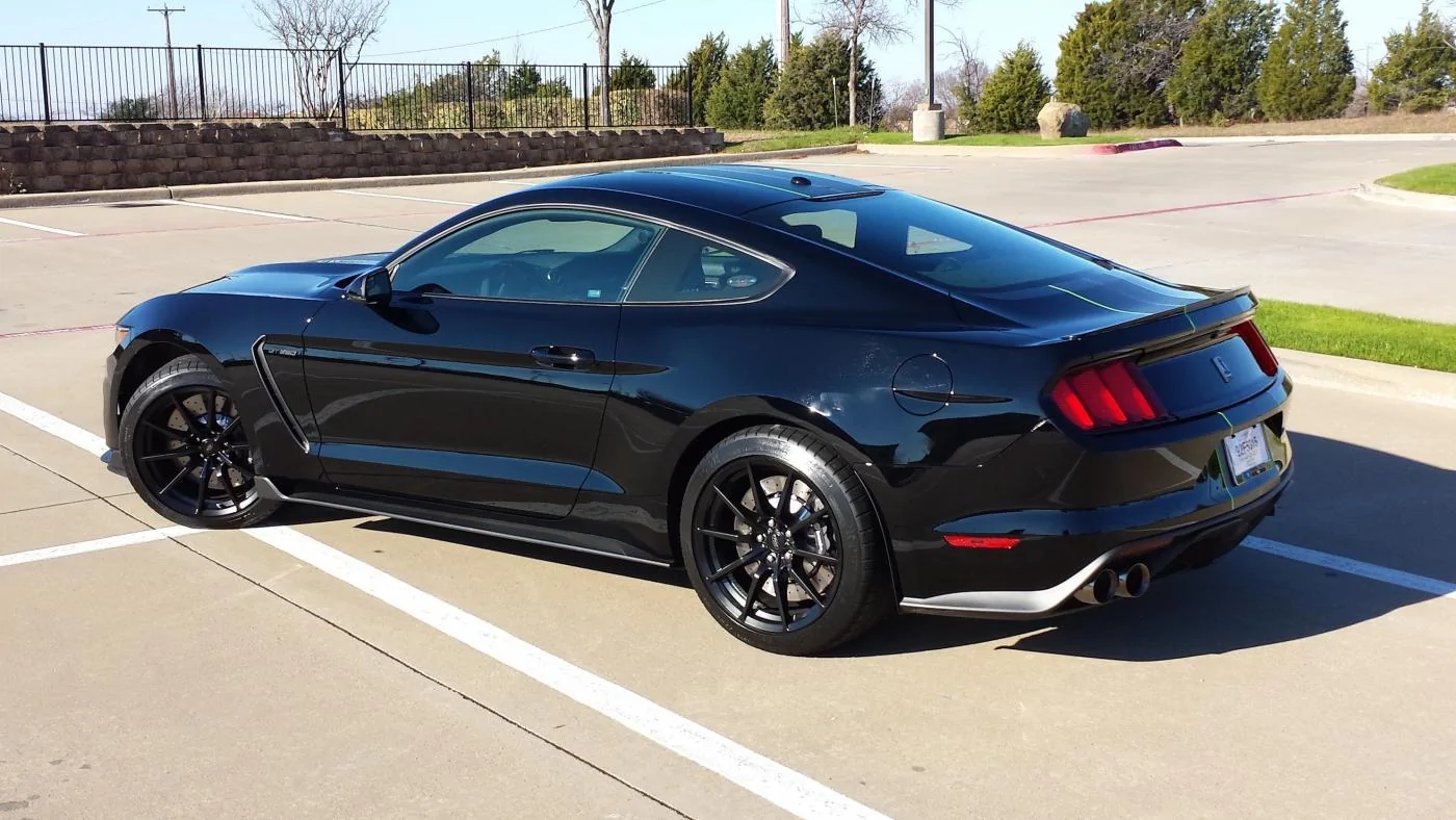 SHELBY 4.webp