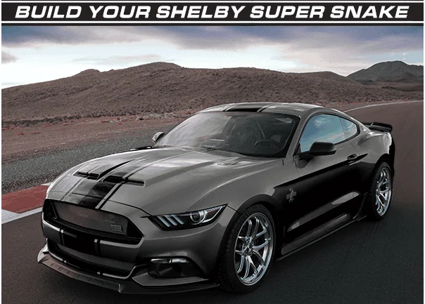 Shelby.webp
