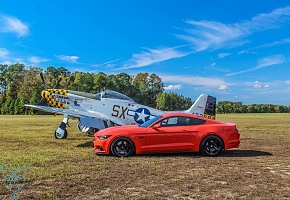 p51-pumpkin (4).jpg