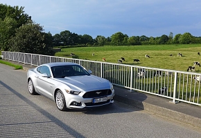 Mustang GT Auto PP Elena Bücker Alois Buecker 64.JPG