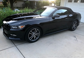 Black Beauty