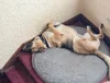 Quincy Chillin'.webp