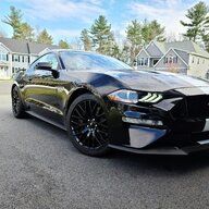 Stang lion 786
