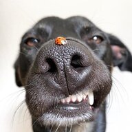 Jgro