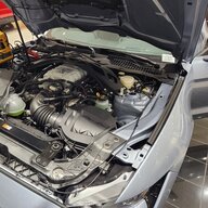 MK262556