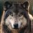 Solitary Canid