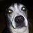 Boscheedog