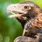 Eagles