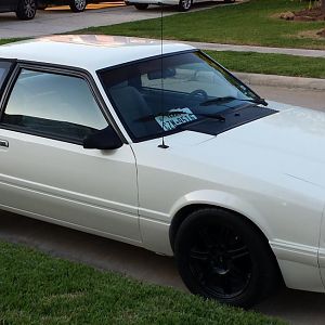 My Mustangs