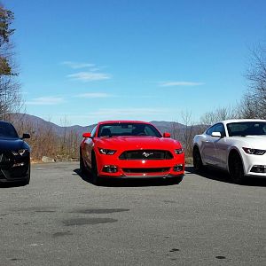 DawgStang