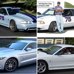 My Mustangs