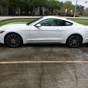 MUSTANG