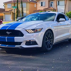 The white and blue beast