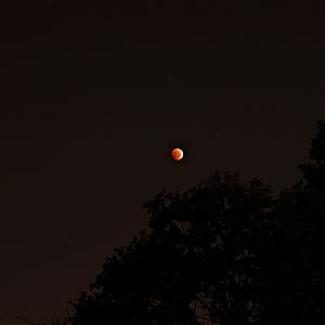 Lunar Eclipse 10 8 2014 This was taken last year in the early morning before dawn. Canon D600, 250mm lens.