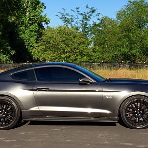 Steeda Progressive lowering springs