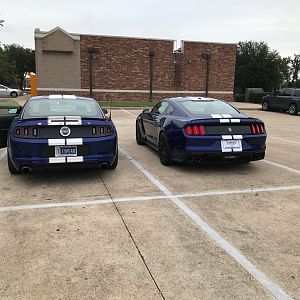 Found this guy @ starbucks one day, Shelby GTS