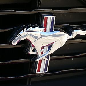 pony