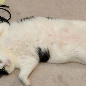 Muffinhead AKA fatfat, the 25lb partner in crime. They hunt interloper critters like lions/teamwork. It is brutal, they eviscerate raccoons, opossums,