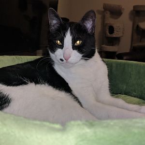 Little Boy the 23lb murderer of other cats that aren't his brother and dogs under ~40lbs