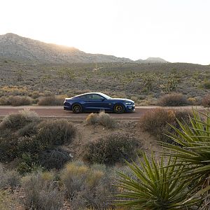 Mustang_008