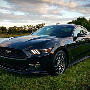MUSTANG 1
