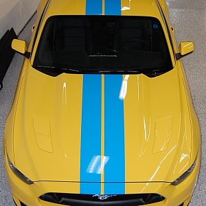 Shelby wannabe