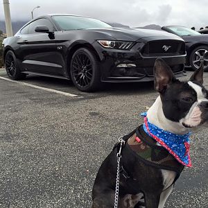 Mascot ;)
Mustangs on Mulholland - 10/18/15