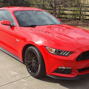 DawgStang