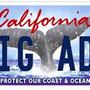 whale