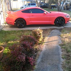 15 ecostang2