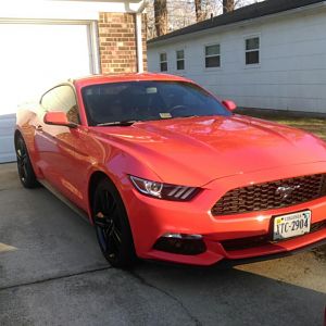 2015 ecostang
