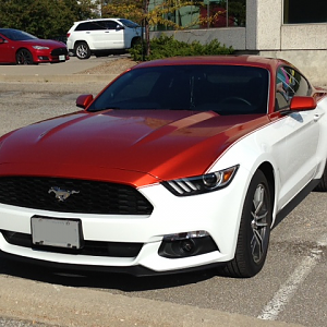 Mustang