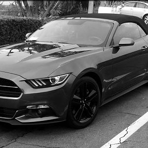 mustang