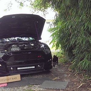 We added a super bring light bar in the empty space on the lower grille of the Roush front fascia.